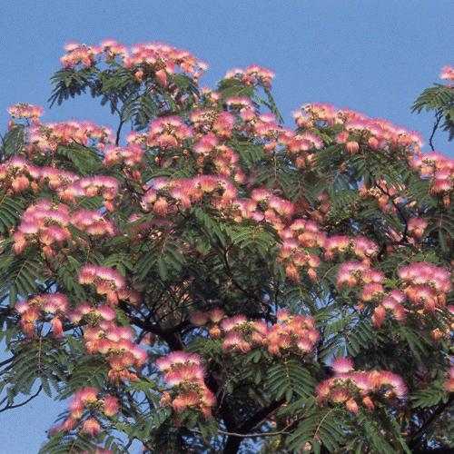Silk tree Seeds, Persian Silk Tree , julibrissin Seeds