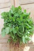 2000 Siru Keerai Green Seeds, Tropical Amaranthus Seeds, Sirukeerai Seeds