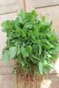 2000 Siru Keerai Green Seeds, Tropical Amaranthus Seeds, Sirukeerai Seeds