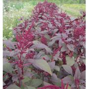 2000 Siru Keerai Red Seeds, Tropical Amaranthus Seeds, Sirukeerai Seeds