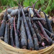 100 Pusa Asita Seeds, Black Carrot Seeds. Exotic Black Carrot Seeds
