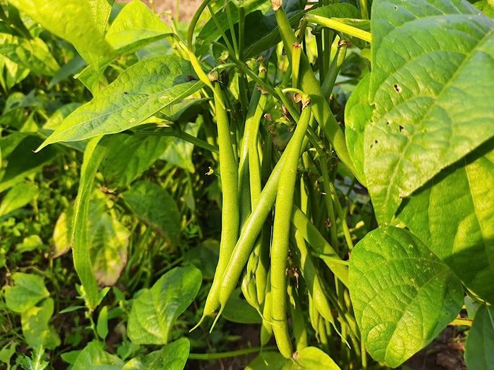 Climbing French Bean , Pole Bean Seeds Climbing Bean Seeds, Runner
