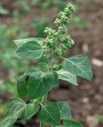 1000 Chenopodium album Seeds,  lamb's quarters Seeds , White goose foot  Plant Seeds