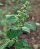 1000 Chenopodium album Seeds, lamb's quarters Seeds , White goose foot Plant Seeds 1000 Chenopodium album Seeds, lamb's quarters Seeds , White goose foot Plant Seeds