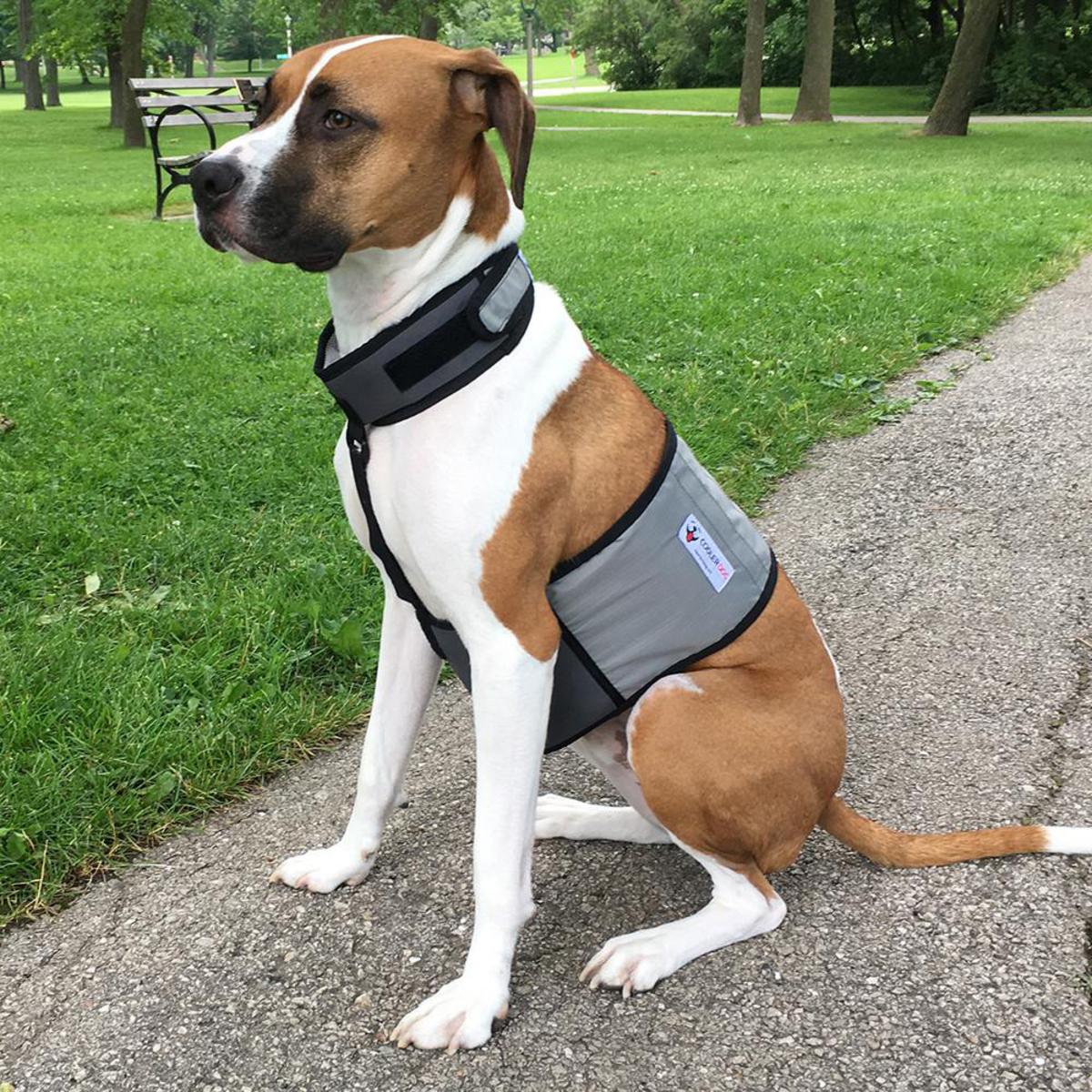 Cooler Dog Cooling Vest and Collar Medium My Cooling Store