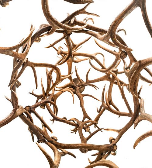 Meyda 70" Wide Antlers Elk 18 Light Chandelier
