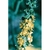 Flower Essence Services, Agrimony Dropper, 0.25 oz
