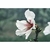 Flower Essence Services, Almond Dropper, 1 oz