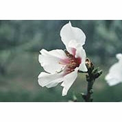 Flower Essence Services, Almond Dropper, 1 oz
