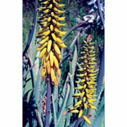 Flower Essence Services, Aloe Vera Dropper, 0.25 oz