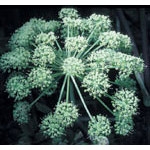 Flower Essence Services, Angelica Dropper, 1 oz