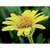 Flower Essence Services, Arnica Dropper, 0.25 oz