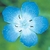 Flower Essence Services, Baby Blue Eyes Dropper, 1 oz Flower Essence Services, Baby Blue Eyes Dropper, 1 oz
