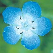 Flower Essence Services, Baby Blue Eyes Dropper, 1 oz