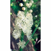 Flower Essence Services, Black Cohosh Dropper, 0.25 oz