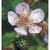 Flower Essence Services, Blackberry Dropper, 0.25 oz Flower Essence Services, Blackberry Dropper, 0.25 oz