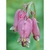 Flower Essence Services, Bleeding Heart Dropper, 1 oz Flower Essence Services, Bleeding Heart Dropper, 1 oz