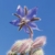 Flower Essence Services, Borage Dropper, 1 oz Flower Essence Services, Borage Dropper, 1 oz