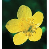 Flower Essence Services, Buttercup Dropper, 0.25 oz