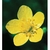 Flower Essence Services, Buttercup Dropper, 1 oz Flower Essence Services, Buttercup Dropper, 1 oz