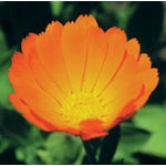 Flower Essence Services, Calendula Dropper, 0.25 oz