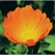 Flower Essence Services, Calendula Dropper, 1 oz