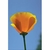 Flower Essence Services, California Poppy Dropper, 1 oz Flower Essence Services, California Poppy Dropper, 1 oz