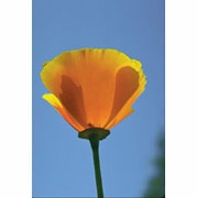 Flower Essence Services, California Poppy Dropper, 1 oz