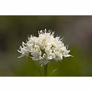 Flower Essence Services, California Valerian Dropper, 0.25 oz