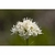 Flower Essence Services, California Valerian Dropper, 1 oz Flower Essence Services, California Valerian Dropper, 1 oz