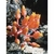 Flower Essence Services, Canyon Dudleya Dropper, 1 oz