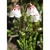 Flower Essence Services, Cassiope Dropper, 1 oz