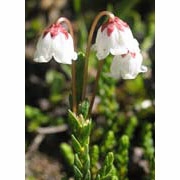 Flower Essence Services, Cassiope Dropper, 1 oz