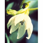 Flower Essence Services, Cayenne Dropper, 0.25 oz