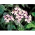 Flower Essence Services, Centaury Dropper, 0.25 oz Flower Essence Services, Centaury Dropper, 0.25 oz