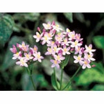 Flower Essence Services, Centaury Dropper, 1 oz