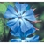 Flower Essence Services, Cerato Dropper, 0.25 oz Flower Essence Services, Cerato Dropper, 0.25 oz