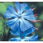 Flower Essence Services, Cerato Dropper, 0.25 oz