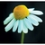 Flower Essence Services, Chamomile Dropper, 1 oz Flower Essence Services, Chamomile Dropper, 1 oz