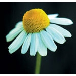 Flower Essence Services, Chamomile Dropper, 1 oz