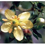 Flower Essence Services, Chaparral Dropper, 0.25 oz