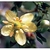 Flower Essence Services, Chaparral Dropper, 0.25 oz Flower Essence Services, Chaparral Dropper, 0.25 oz