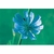 Flower Essence Services, Chicory Dropper, 0.25 oz Flower Essence Services, Chicory Dropper, 0.25 oz