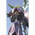Flower Essence Services, Chocolate Lily Dropper, 1 oz