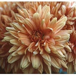 Flower Essence Services, Chrysanthemum Dropper, 0.25 oz