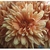 Flower Essence Services, Chrysanthemum Dropper, 1 oz Flower Essence Services, Chrysanthemum Dropper, 1 oz