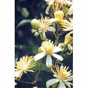Flower Essence Services, Clematis Dropper, 0.25 oz