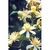Flower Essence Services, Clematis Dropper, 1 oz Flower Essence Services, Clematis Dropper, 1 oz