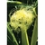 Flower Essence Services, Corn Dropper, 1 oz Flower Essence Services, Corn Dropper, 1 oz