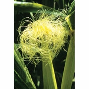 Flower Essence Services, Corn Dropper, 1 oz